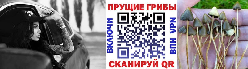 МЕГА   дарнет шоп  Красный Кут  Псилоцибиновые грибы Psilocybine cubensis 